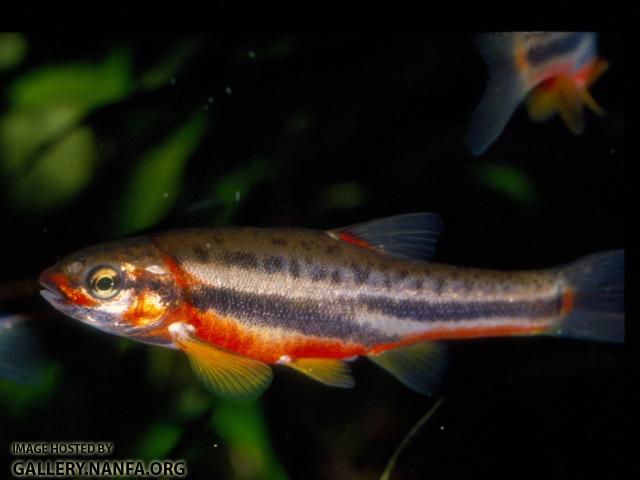 Mountain Redbelly Dace (9)