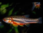 Mountain Redbelly Dace (9)