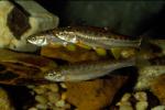 Mountain Redbelly Dace (10)