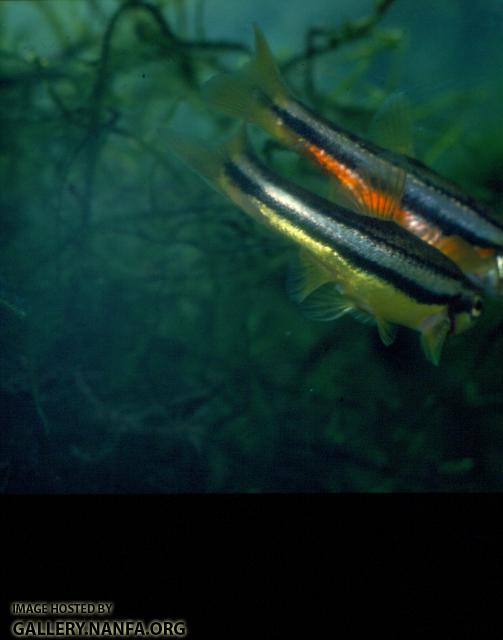 Northern Redbelly Dace (3)