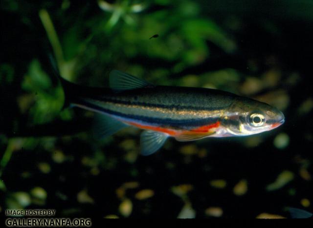 Northern Redbelly Dace (4)