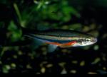 Northern Redbelly Dace (4)