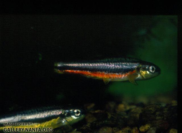 Northern Redbelly Dace