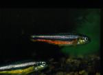 Northern Redbelly Dace