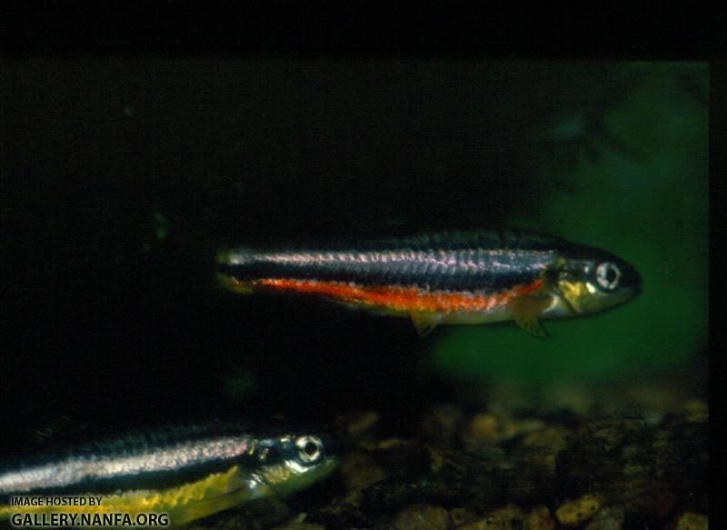 Northern Redbelly Dace