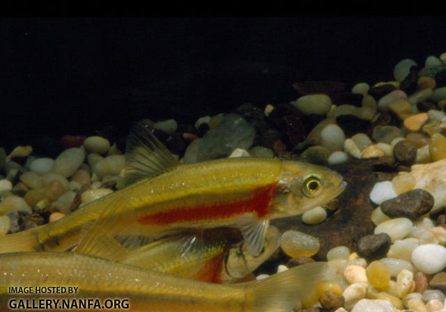 Redside dace (2)