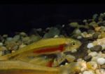 Redside dace (2)