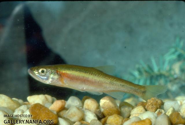 Redside Dace (3)