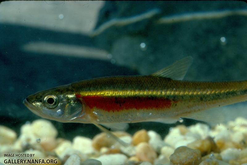 Redside Dace (4)