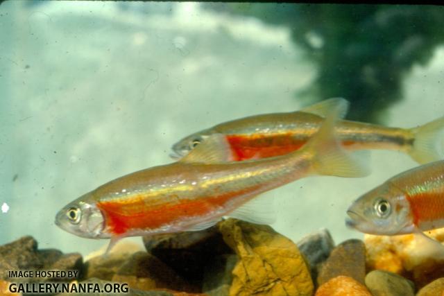 Redside Dace (5)