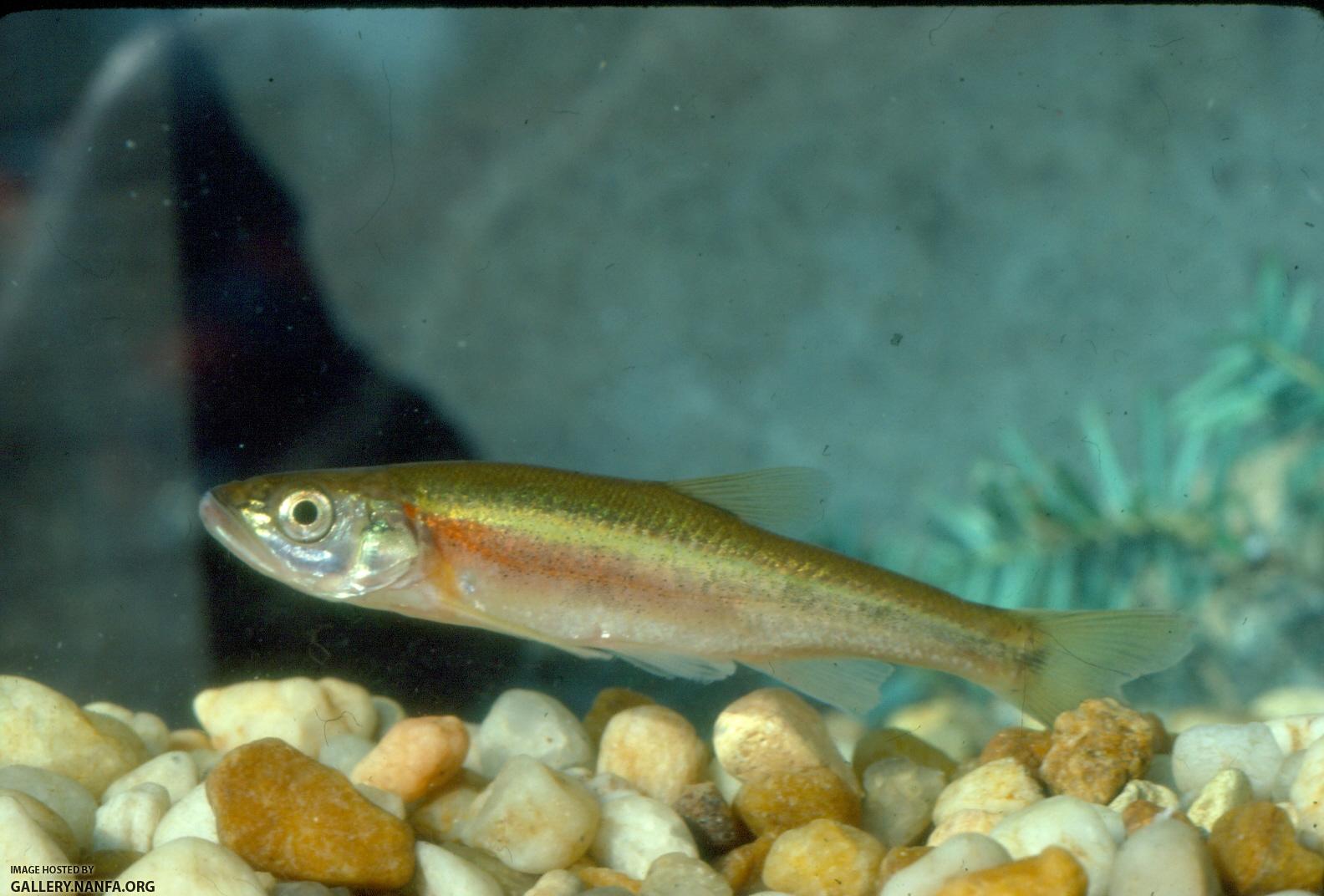 Redside Dace (3)