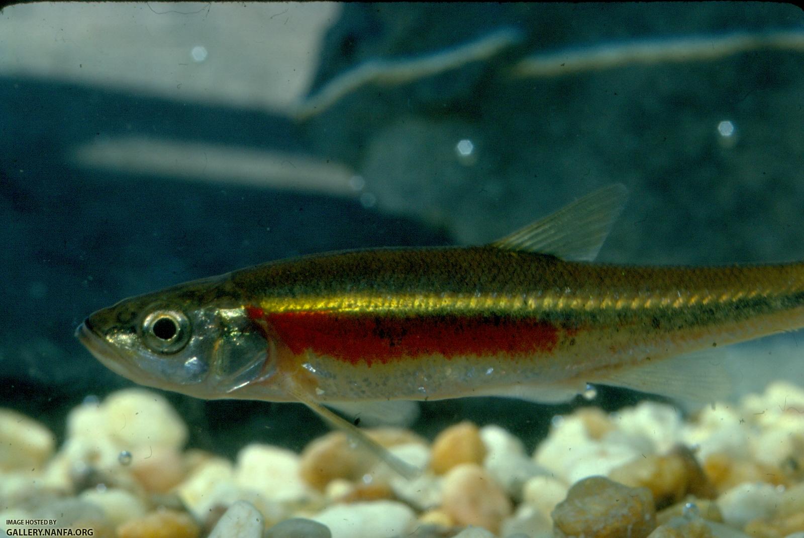 Redside Dace (4)