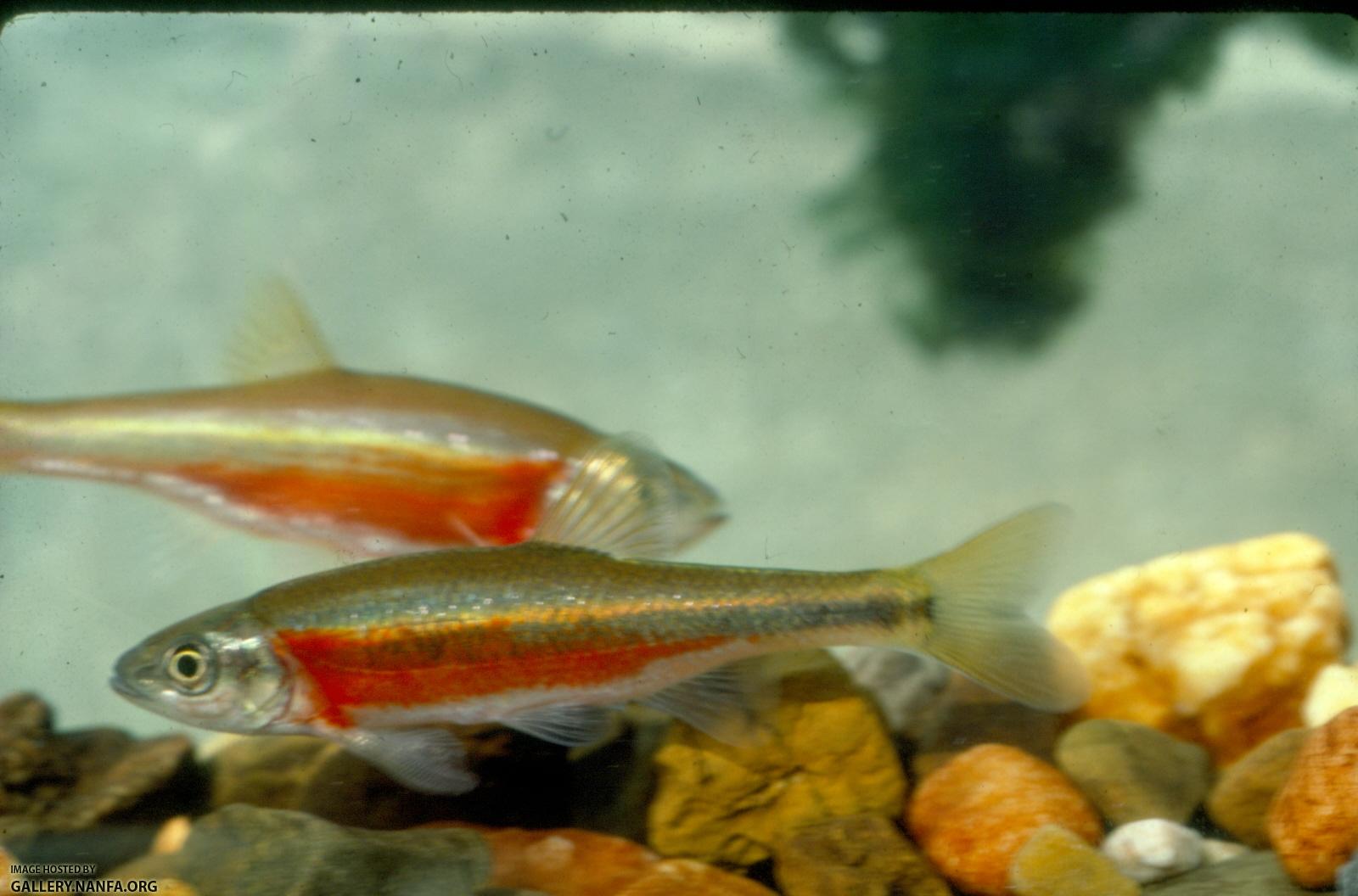 Redside Dace