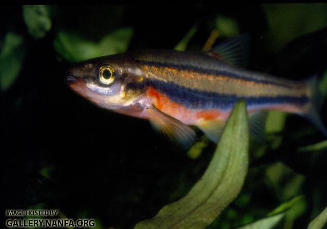 Southern Redbelly Dace (2)