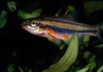 Southern Redbelly Dace (2)