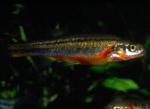 Southern Redbelly Dace (4)