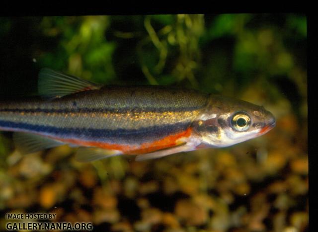 Southern Redbelly Dace