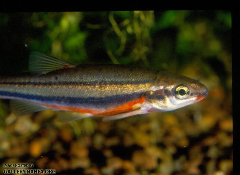 Southern Redbelly Dace