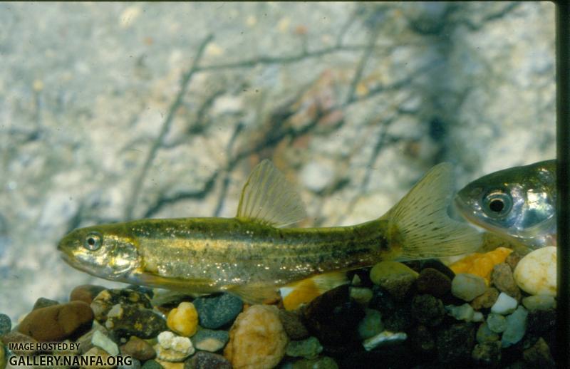 Speckled Dace (2)