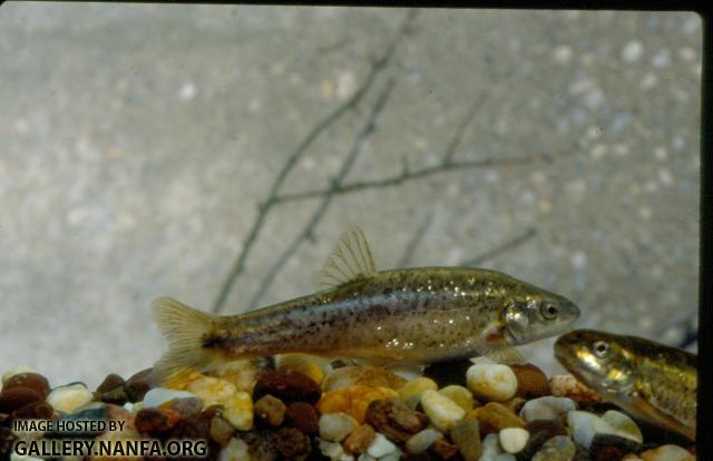 Speckled Dace