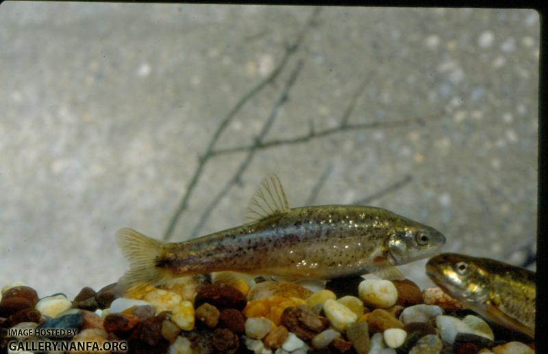 Speckled Dace