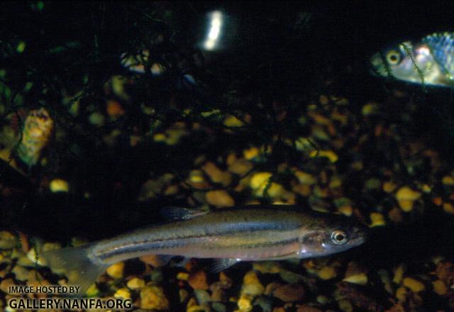 Tennessee Redbelly Dace