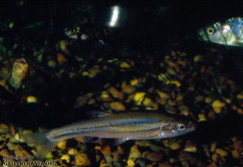 Tennessee Redbelly Dace