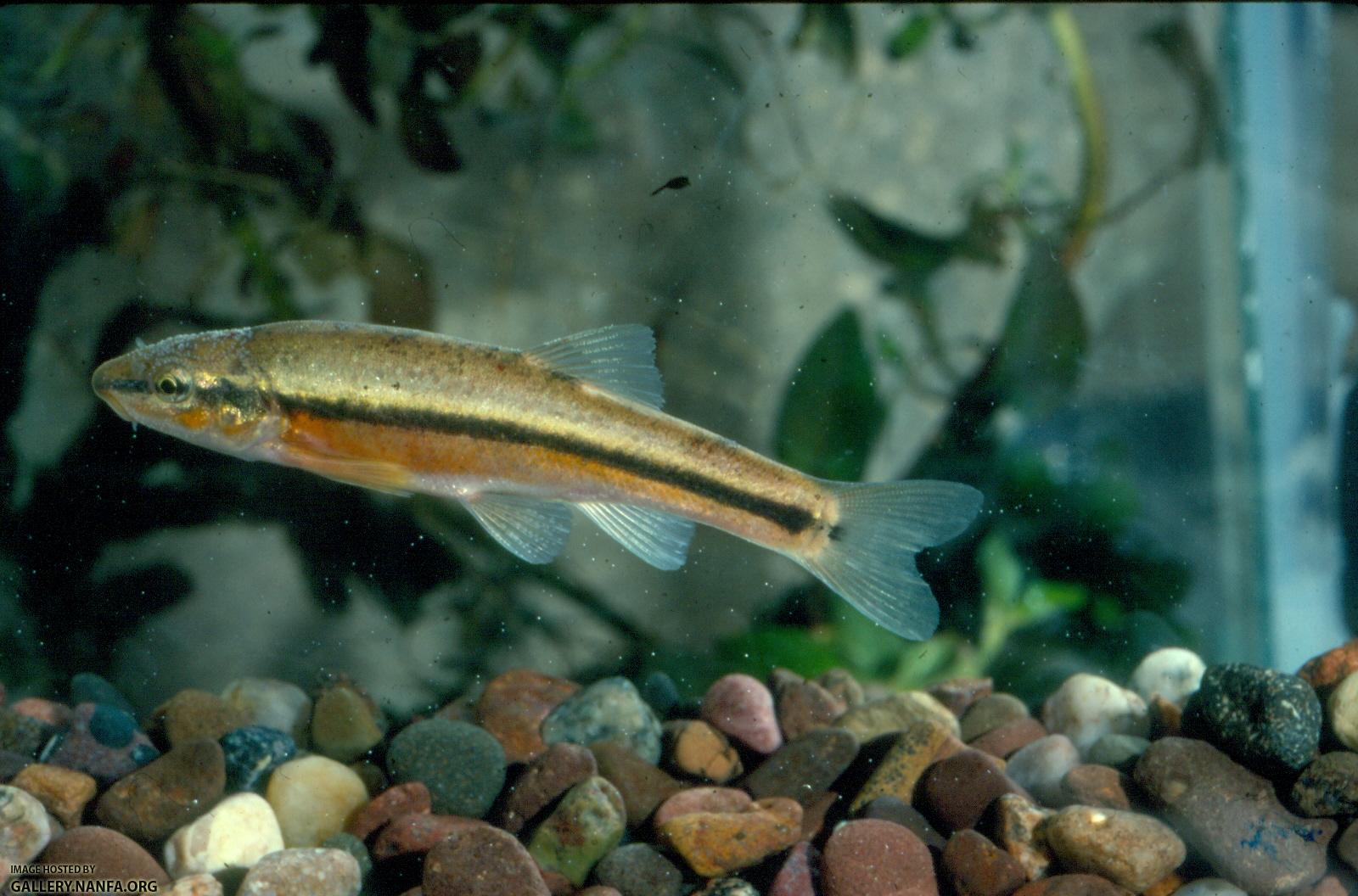 Southern Blacknose Dace