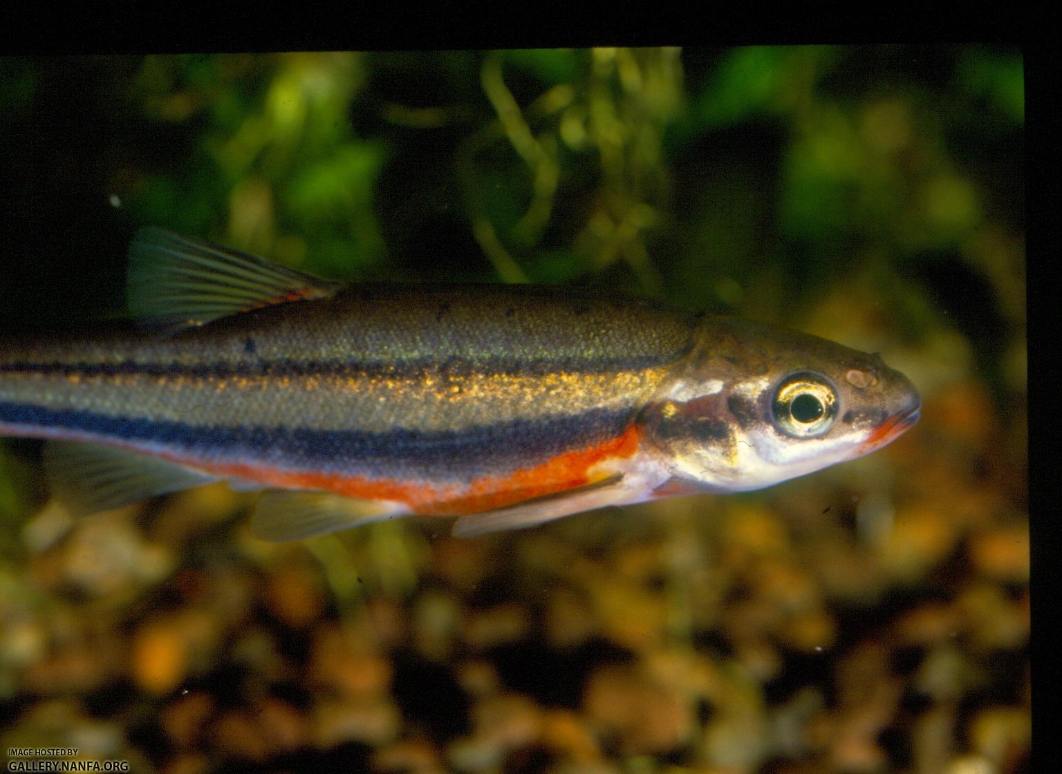 Southern Redbelly Dace