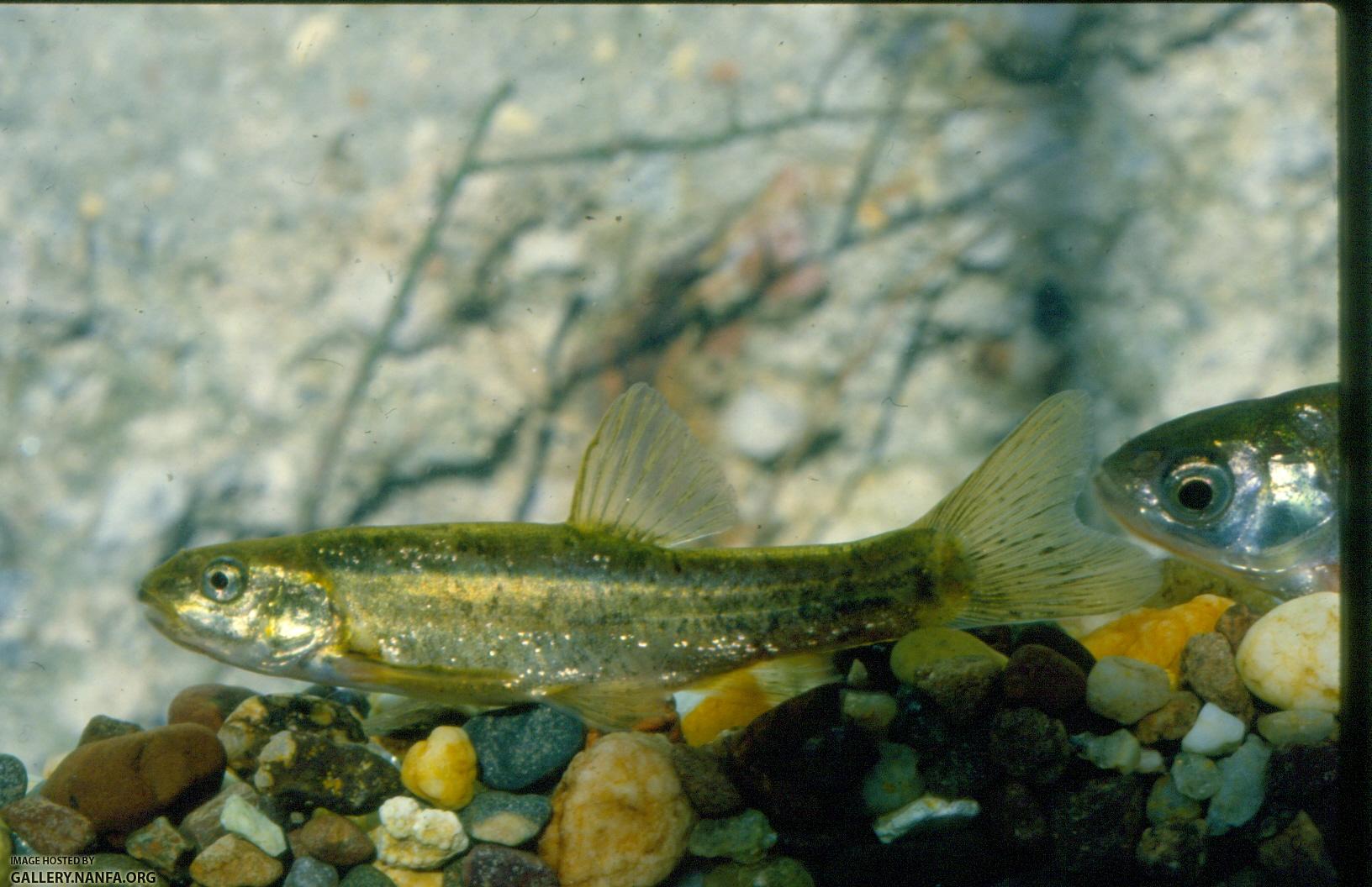 Speckled Dace (2)