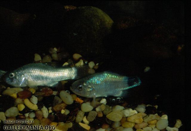 Amargosa Pupfish (2)