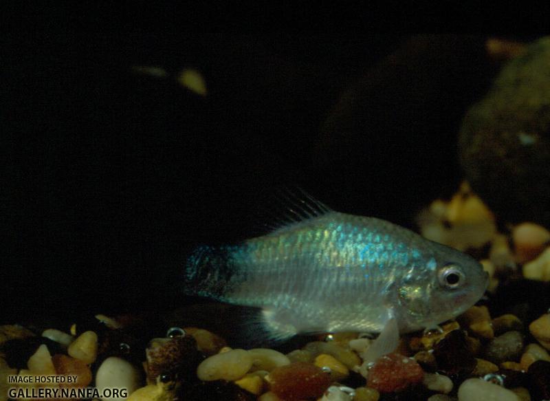 Amargosa Pupfish