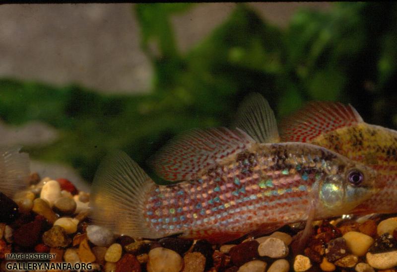 American Flagfish (2)