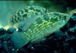 American Flagfish (3)