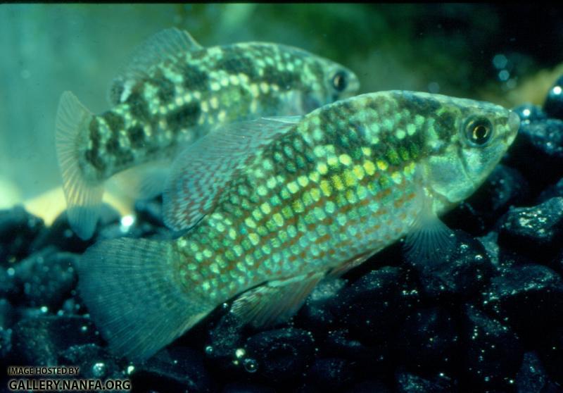 American Flagfish (3)