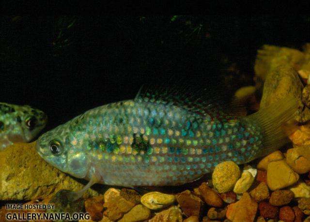 American Flagfish