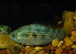 American Flagfish