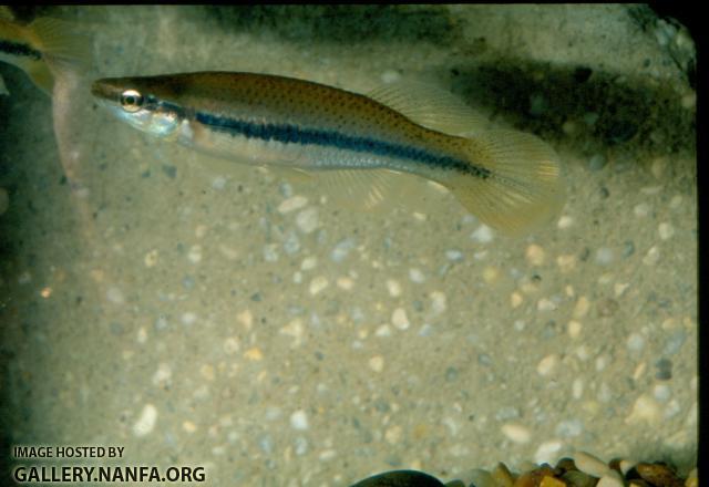 Blackspotted Topminnow