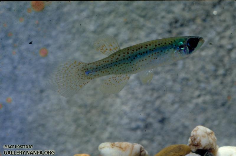 Fundulus Blairae