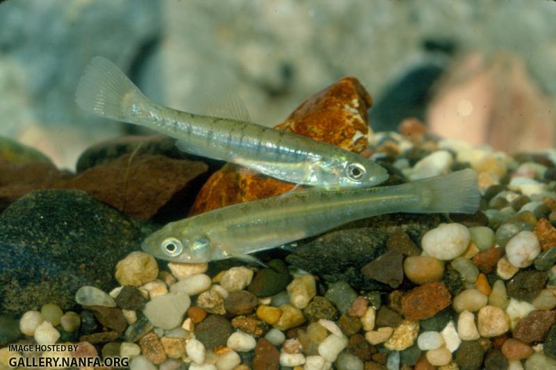 Fundulus Diaphanus