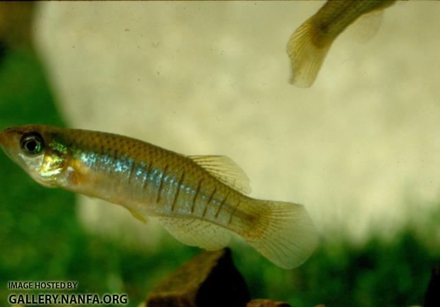 Fundulus Dispar