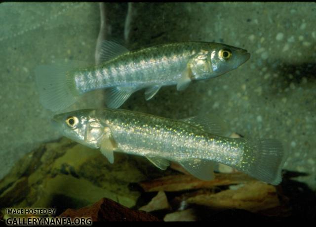 Fundulus Grandis