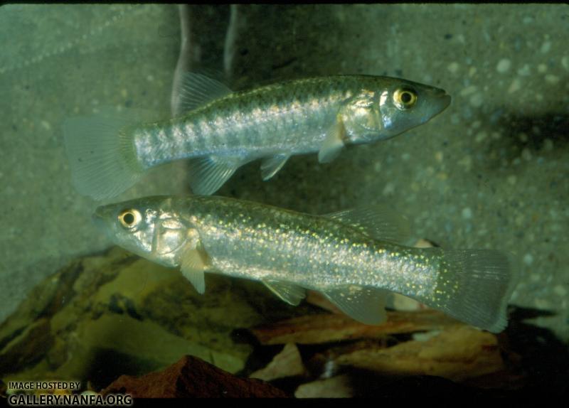 Fundulus Grandis