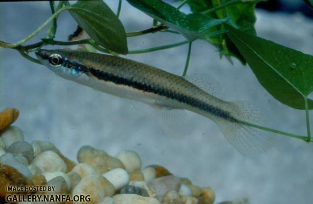 Fundulus Notatus (2)