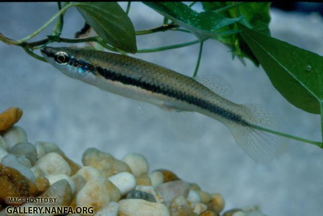 Fundulus Notatus