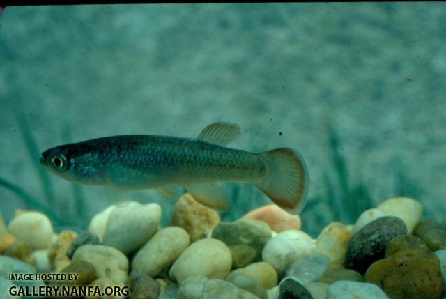 Fundulus Sciadicus (2)