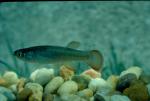 Fundulus Sciadicus (2)