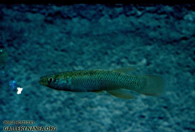 Fundulus Sciadicus