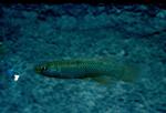 Fundulus Sciadicus