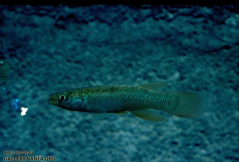 Fundulus Sciadicus